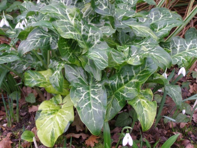 Arum italicum subsp. italicum 'Caroline Hayes